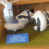 DSCF3649.JPG